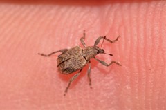 Eurychirus obtusatus