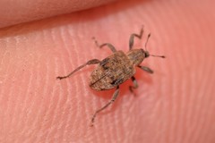 Eurychirus obtusatus