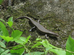 Eutropis multifasciata