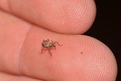 Eurychirus obtusatus