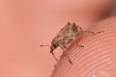 Eurychirus obtusatus