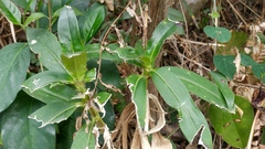 Hedyotis acutangula