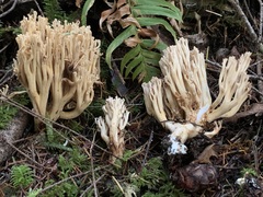 Ramaria acrisiccescens