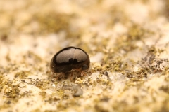 Clambidae