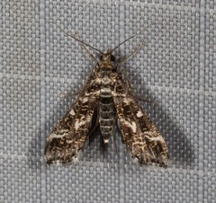 Diasemiopsis ramburialis