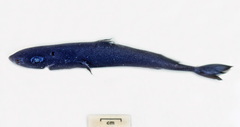Squaliolus aliae