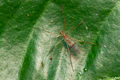 Chioneinae