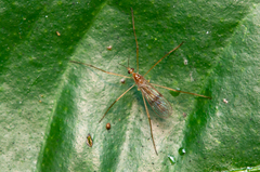Chioneinae