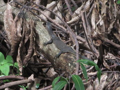 Varanus togianus