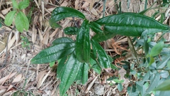 Ardisia lindleyana