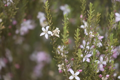 Philotheca brucei brucei