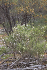 Philotheca brucei brucei