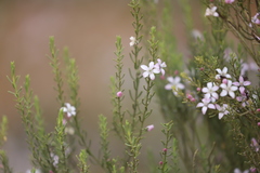 Philotheca brucei brucei