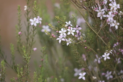 Philotheca brucei brucei