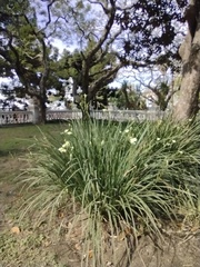 Dietes bicolor