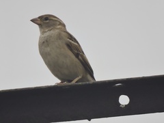 Passer domesticus
