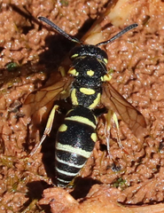 Stenodynerus anormis