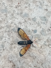 Isanthrene perboscii