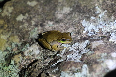 Ranoidea pearsoniana