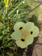 Dietes bicolor