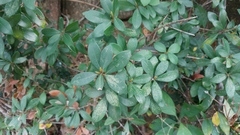 Litsea rotundifolia