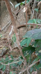 Litsea rotundifolia