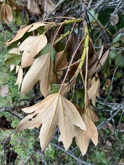 Oreopanax discolor