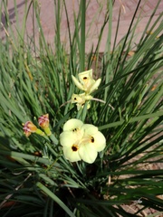 Dietes bicolor