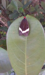 Pidorus