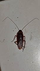 Periplaneta americana