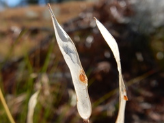 Boechera platysperma