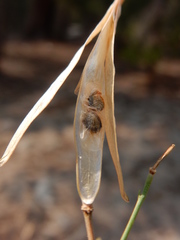 Boechera platysperma
