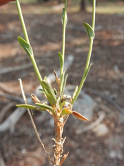 Boechera platysperma
