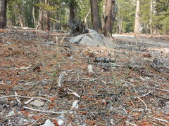 Boechera platysperma