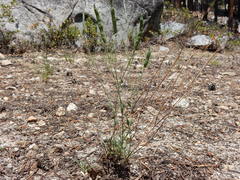 Boechera platysperma