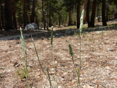 Boechera platysperma