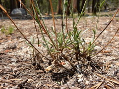 Boechera platysperma