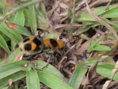 Dasymutilla cressoni