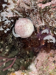 Acmaea