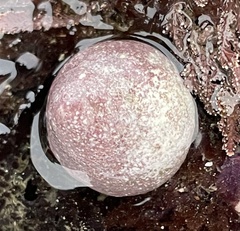 Acmaea