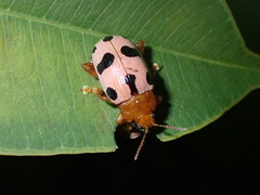 Podontia affinis