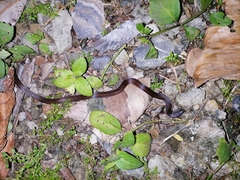 Atractus trilineatus