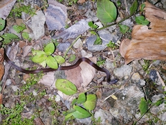 Atractus trilineatus