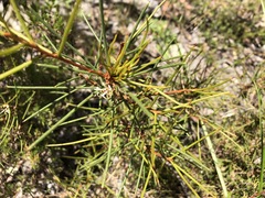 Hakea vittata