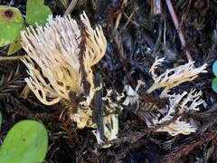 Ramaria rubella