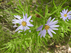 Olearia tenuifolia