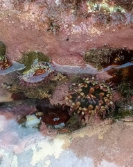 Bunodosoma californica