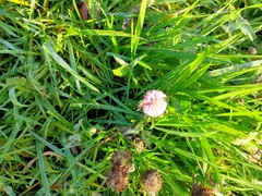 Trifolium pratense