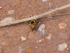 Dasymutilla cressoni