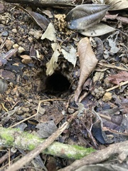 Diploglossus monotropis